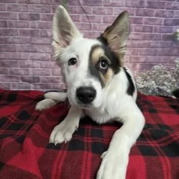 Hero -  Border Collie and Mixed Breed Dog for Adoption in Fort Collins, Colorado - Hero | PetCurious