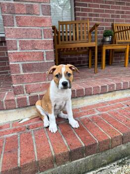 Salt -  Catahoula Leopard Dog Dog for Adoption in The Woodlands, Texas - Salt | PetCurious