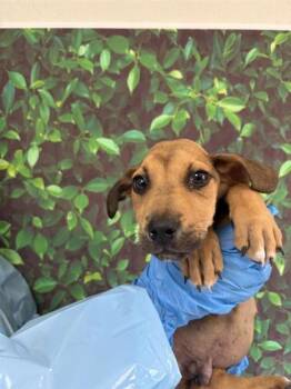 Rescue Hound and Mixed Breed Dogs for Adoption in San Antonio, Texas - George | PetCurious