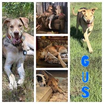 Great Dane and Catahoula Leopard Dog Dogs Available for Adoption in Hollister, California - Gus | PetCurious