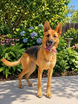 Athena -  German Shepherd Dog Dog for Adoption in Pleasant Hill, California - Athena | PetCurious