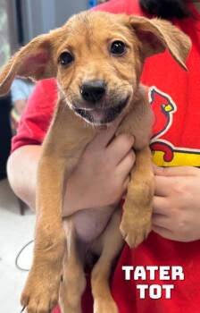 Tater Tot -  Labrador Retriever and American Bully Dog for Adoption in Dyersburg, Tennessee - Tater Tot | PetCurious
