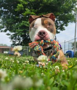 Rescue Pit Bull Terrier Dogs for Adoption in Des Moines, Iowa - Balin | PetCurious