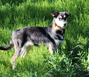 Husky Dogs Available for Adoption in Libby, Montana - Echo | PetCurious