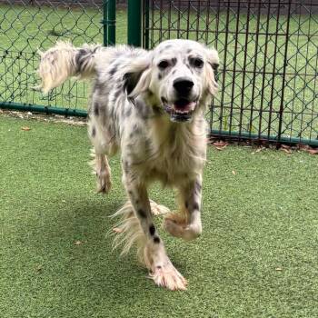Corn 7773 -  English Setter Dog for Adoption in Loxahatchee Groves, Florida - Corn 7773 | PetCurious
