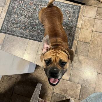 Trixie -  English Bulldog and Beagle Dog for Adoption in Huber Heights, Ohio - Trixie | PetCurious