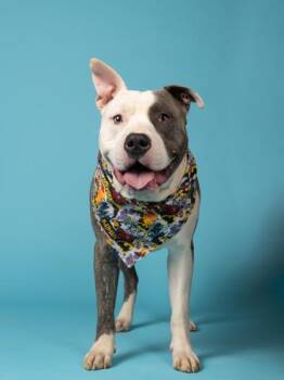 Sesame Bagel ( Dro ) -  Pit Bull Terrier and Mixed Breed Dog for Adoption in Atlanta, Georgia - Sesame Bagel ( Dro ) | PetCurious