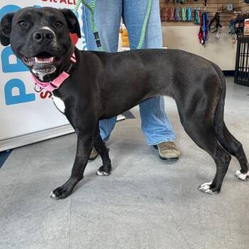 Candace -  Mixed Breed Dog for Adoption in Morristown, Vermont - Candace | PetCurious