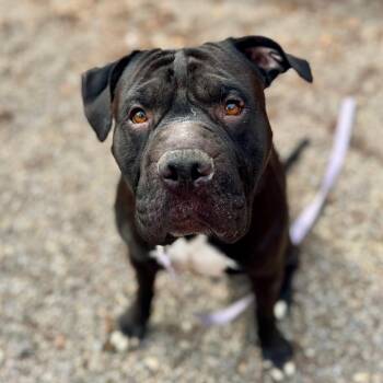 Mixed Breed Dogs Available for Adoption in Fairport, New York - Brussels | PetCurious