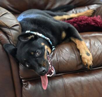 Spaniel Dogs Available for Adoption in Christiansburg, Virginia - Blue (Tagalong) | PetCurious