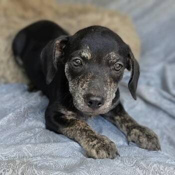 Pete -  Dachshund Dog for Adoption in Cleveland, Texas - Pete | PetCurious