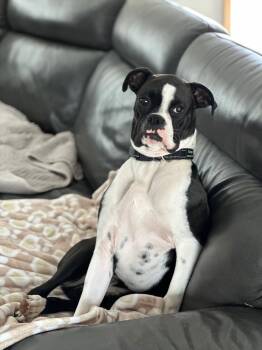 Cooper *In a Foster-to-Adopt Home * -  Boxer Dog for Adoption in Woodbury, Minnesota - Cooper *In A Foster-to-Adopt Home * | PetCurious