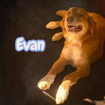 Evan -  Golden Retriever Dog for Adoption in Chuckey, Tennessee - Evan | PetCurious