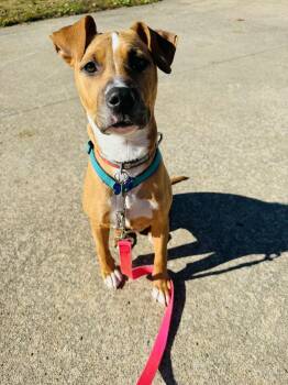 Rescue Rhodesian Ridgeback Dogs for Adoption in Columbia, Missouri - Phoenix | PetCurious