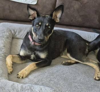 Shepherd Dogs Available for Adoption in Mobile, Alabama - Mia | PetCurious