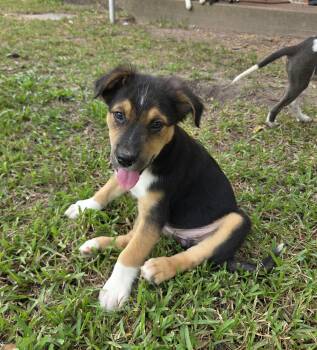 Orchid -  Mixed Breed Dog for Adoption in Houston, Texas - Orchid | PetCurious