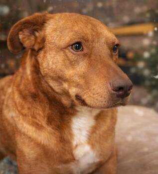 Gunner -  Australian Cattle Dog Blue Heeler Dog for Adoption in Tulsa, Oklahoma - Gunner | PetCurious