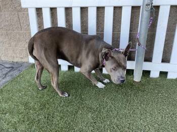 Pit Bull Terrier and Mixed Breed Dogs Available for Adoption in Modesto, California - PEPPER | PetCurious