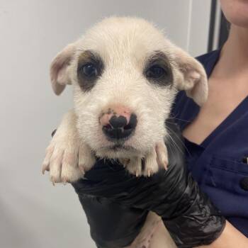 Terrier Dogs Available for Adoption - Checkers | PetCurious