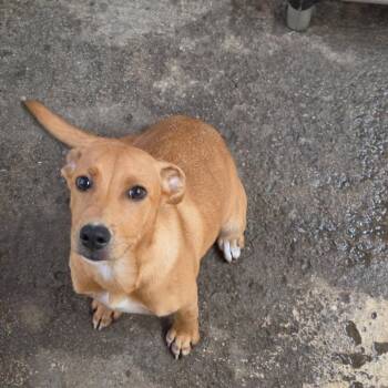 Nyx -  Mixed Breed Dog for Adoption in Newborn, Georgia - Nyx | PetCurious