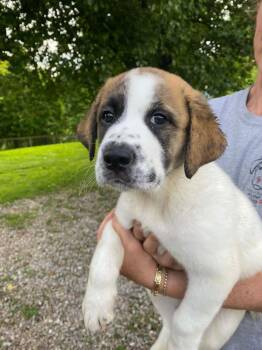 Great Pyrenees and Boxer Dogs Available for Adoption in Pottstown, Pennsylvania - Finn | PetCurious
