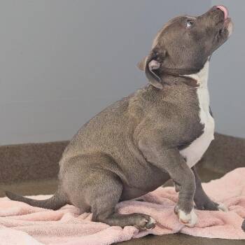 Pit Bull Terrier and Catahoula Leopard Dog Dogs Available for Adoption - Bud | PetCurious