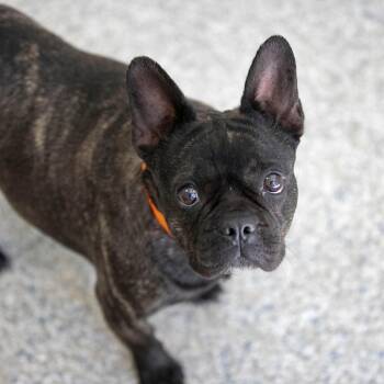 Dawn (AG26-167) -  French Bulldog Dog for Adoption in Peyton, Colorado - Dawn (AG26-167) | PetCurious
