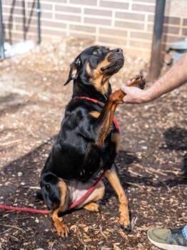 Mixed Breed Dogs Available for Adoption in Chamblee, Georgia - Vanilla Pea | PetCurious