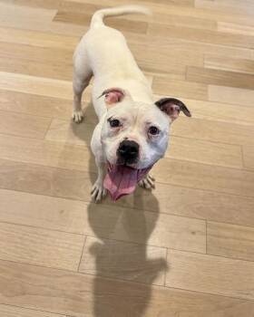Mixed Breed Dogs Available for Adoption in Ossining, New York - Hope | PetCurious