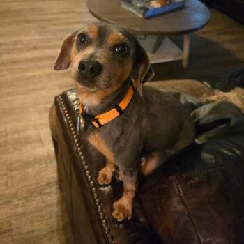 Miniature Pinscher and Dachshund Dogs Available for Adoption in Helena, Alabama - Riley | PetCurious