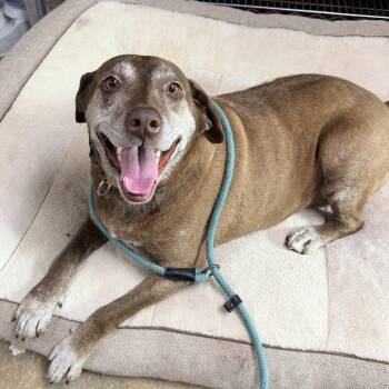Big Momma - The Darby Mile -  Chocolate Labrador Retriever Dog for Adoption in Columbus, Georgia - Big Momma - The Darby Mile | PetCurious