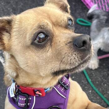 Chiweenie Dogs Available for Adoption in Queenstown, Maryland - Finn | PetCurious