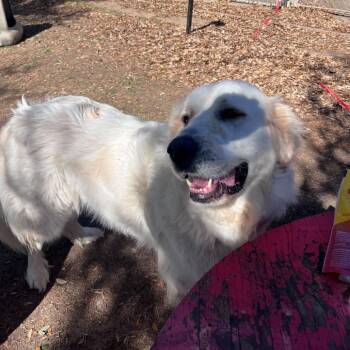 Great Pyrenees Dogs Available for Adoption in Chariton, Iowa - Dharma | PetCurious