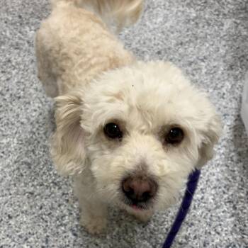 Bichon Frise Dogs Available for Adoption - Pogo 4778 | PetCurious