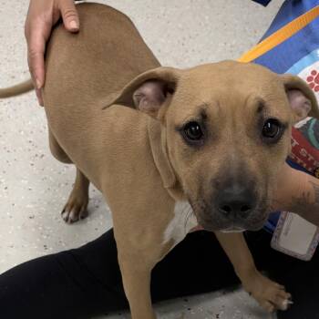 Daisy -  Pit Bull Terrier Dog for Adoption in Indianapolis, Indiana - Daisy | PetCurious