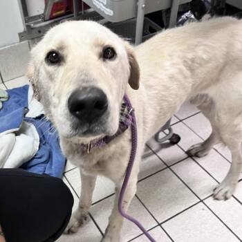 Snowman -  Mixed Breed Dog for Adoption in Charleston, West Virginia - Snowman | PetCurious