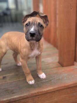 American Staffordshire Terrier Dogs Available for Adoption - Cooper | PetCurious