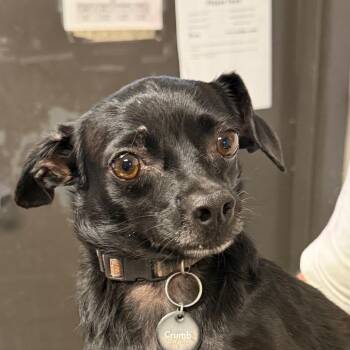 Zoey -  Chihuahua Dog for Adoption in Yuma, Arizona - Zoey | PetCurious