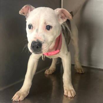 Mixed Breed Dogs Available for Adoption - Kay | PetCurious