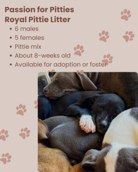 Pit Bull Terrier Dogs Available for Adoption - Royal Litter | PetCurious