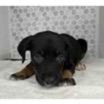 Tatum -  German Shepherd Dog and Mixed Breed Dog for Adoption in Tampa, Florida - Tatum | PetCurious