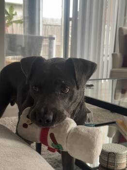 Rescue Pit Bull Terrier Dogs for Adoption in Lakeland, Florida - Pecan Pie | PetCurious