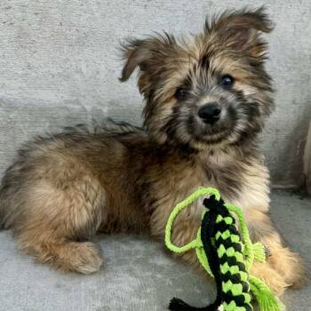 Wheaten Terrier Dogs Available for Adoption in Mead, Colorado - Stanley | PetCurious