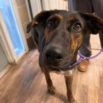 Mixed Breed Dogs Available for Adoption - Sassy | PetCurious