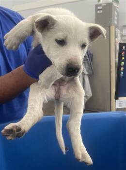 Mixed Breed Dogs Available for Adoption - BLOOM | PetCurious