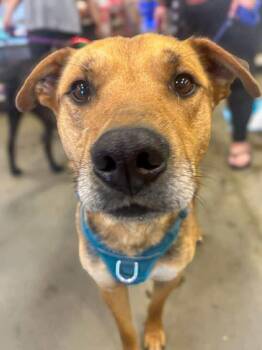 Rescue Shepherd Dogs for Adoption in Edmonton, Alberta - Fingers | PetCurious