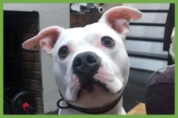 Ollie -  Pit Bull Terrier and American Bulldog Dog for Adoption in Amherst, Massachusetts - Ollie | PetCurious