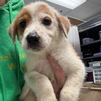 Dash -  Australian Shepherd and Cattle Dog Dog for Adoption in Normal, Illinois - Dash | PetCurious