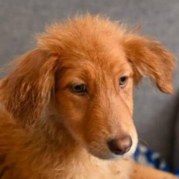 Panda (20260808-01) -  Golden Retriever Dog for Adoption in Niagara Falls, Ontario - Panda (20260808-01) | PetCurious