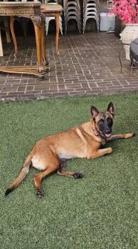 Sheba -  Belgian Shepherd Malinois Dog for Adoption in Escondido, California - Sheba | PetCurious